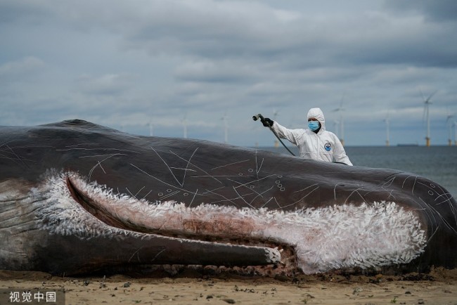 “搁浅鲸鱼”互动展览亮相英国海滩