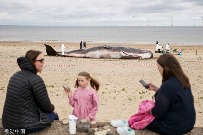 “搁浅鲸鱼”互动展览亮相英国海滩